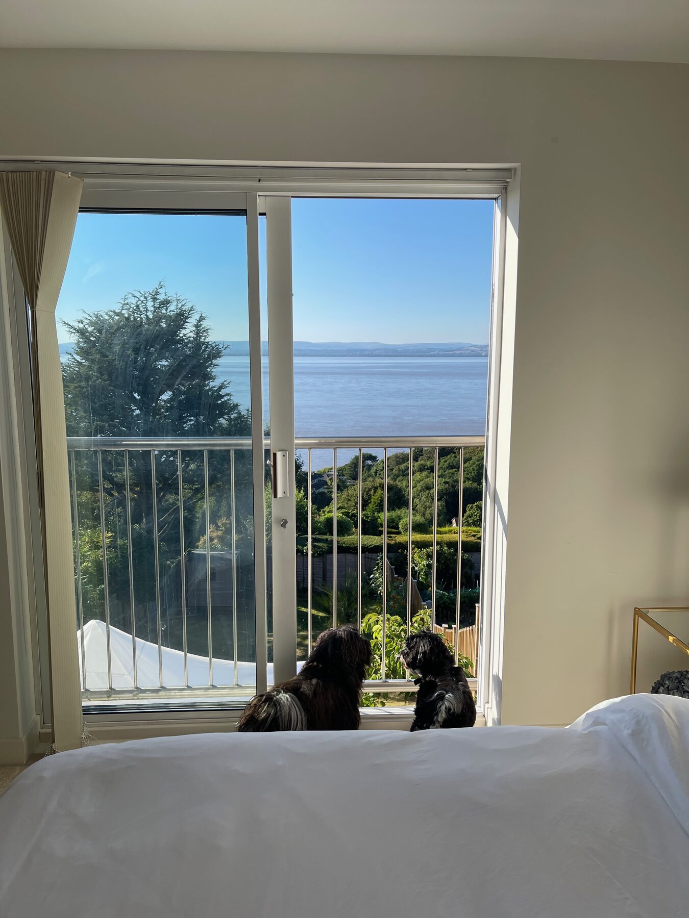 Two resident Havanese dogs looking out at the Bristol Channel view