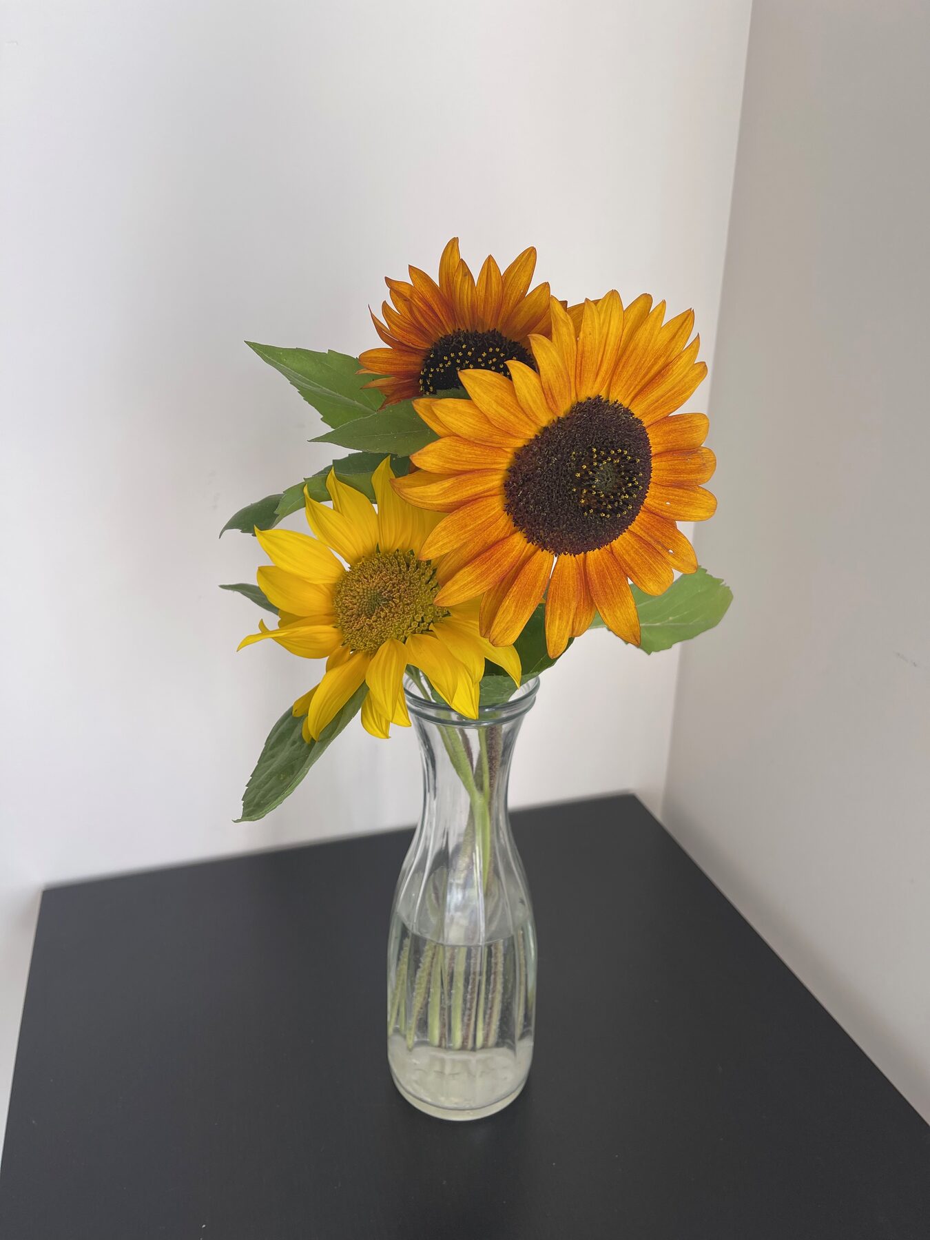 Sunflowers grown in the garden, in a vase